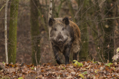 Бегущего по Калуге кабана приняли за медведя