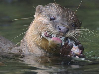 В «Калужских засеках» запечатлели выдру во всей своей красе