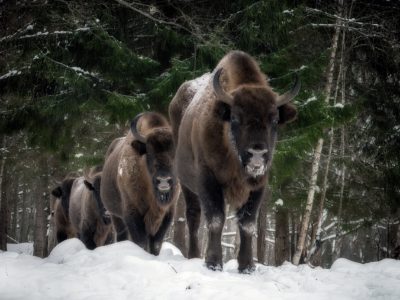 Заповедник «Калужские засеки» отмечает 33-й день рождения