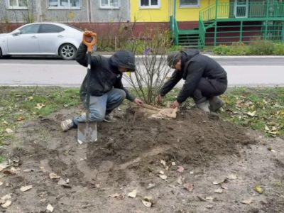 На бульваре Степана Разина высадили 35 кустов сирени
