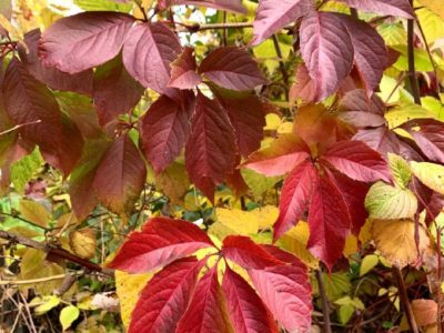 Погода в Калуге