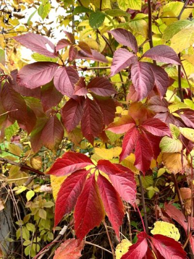 Погода в Калуге