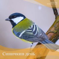 Минприроды призвало покормить синиц Минприроды призвало покормить синиц