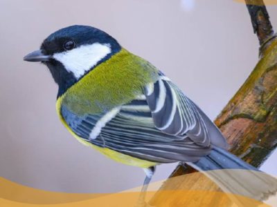  Минприроды призвало покормить синиц