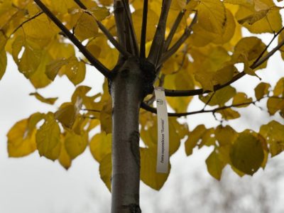 Терепец озеленят