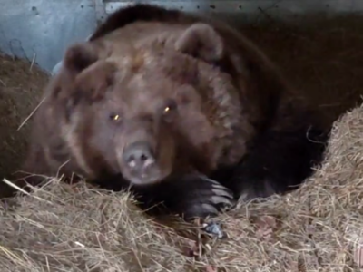 Медведица Маша передумала впадать в спячку