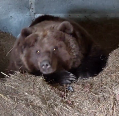 Медведица Маша передумала впадать в спячку Медведица Маша передумала впадать в спячку