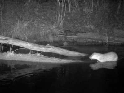 В калужском лесу запечатлели ночную трапезу выдры В калужском лесу запечатлели ночную трапезу выдры