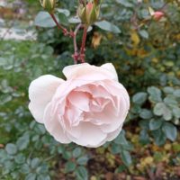 Долгое тепло: благо или зло?