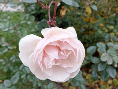 Долгое тепло: благо или зло? Долгое тепло: благо или зло?