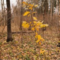 Красный дуб признан угрозой растительному миру Калужской области Красный дуб признан угрозой растительному миру Калужской области