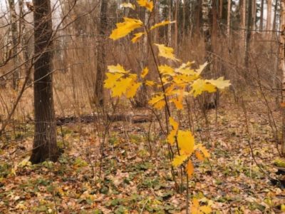 Красный дуб признан угрозой растительному миру Калужской области Красный дуб признан угрозой растительному миру Калужской области