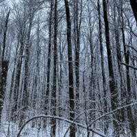 Зима вступает в свои права в калужском заповеднике Зима вступает в свои права в калужском заповеднике