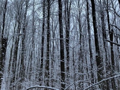 Зима вступает в свои права в калужском заповеднике Зима вступает в свои права в калужском заповеднике
