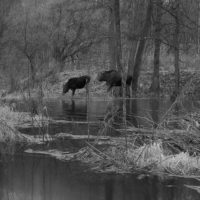 В калужском заповеднике в фотоловушку попали лоси В калужском заповеднике в фотоловушку попали лоси