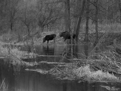 В калужском заповеднике в фотоловушку попали лоси В калужском заповеднике в фотоловушку попали лоси