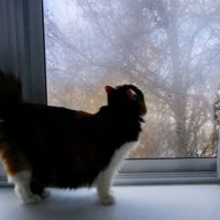 На смену дождям приходит гололедица На смену дождям приходит гололедица