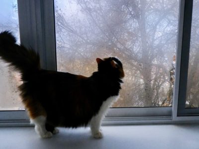 На смену дождям приходит гололедица На смену дождям приходит гололедица