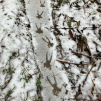 Аномальная погода разбудила лягушку в Калужских засеках