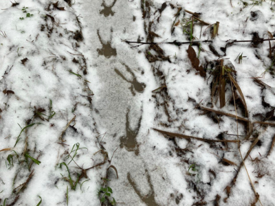 Аномальная погода разбудила лягушку в Калужских засеках Аномальная погода разбудила лягушку в Калужских засеках