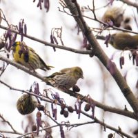 Калужанам напомнили о необходимости подкармливать птиц зимой