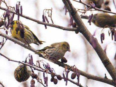 Калужанам напомнили о необходимости подкармливать птиц зимой