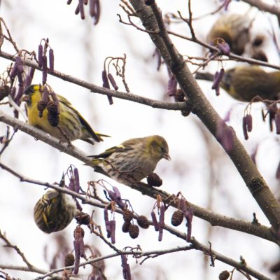 Калужанам напомнили о необходимости подкармливать птиц зимой