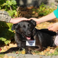 В Калужской области резко сократилось количество бродячих собак