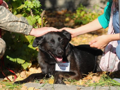 В Калужской области резко сократилось количество бродячих собак