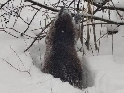 В калужском лесу запечатлели зимнюю прогулку бобра
