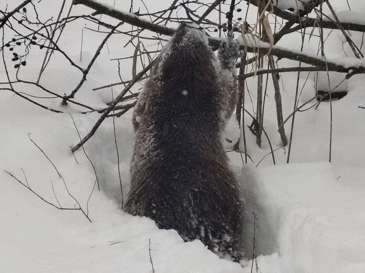В калужском лесу запечатлели зимнюю прогулку бобра