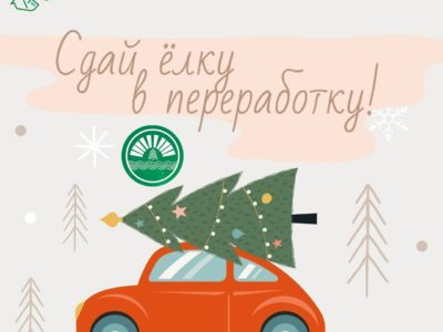 В Калуге открылся пункт приема новогодних елок