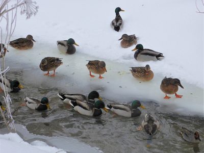 Калужан позвали считать уток