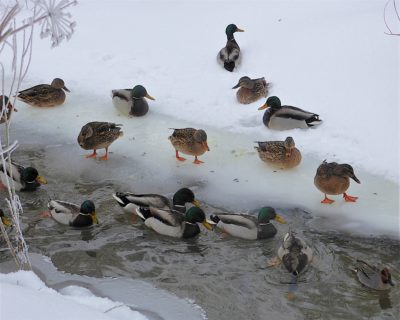 Калужан позвали считать уток Калужан позвали считать уток