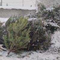 Ёлка: инструкция по применению Ёлка: инструкция по применению