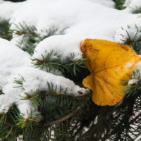 Калужскую область снова покачает на температурных «качелях»