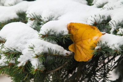 Калужскую область снова покачает на температурных «качелях» Калужскую область снова покачает на температурных «качелях»