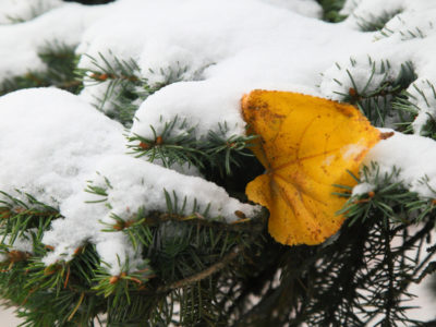 Калужскую область снова покачает на температурных «качелях» Калужскую область снова покачает на температурных «качелях»