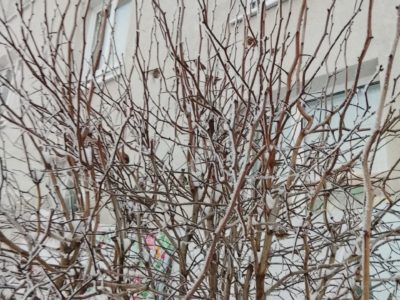 Сибирские морозы идут в Калугу 