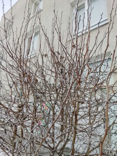 Сибирские морозы идут в Калугу 