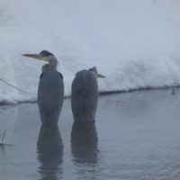Цапли остались на зимовку в Калуге