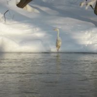 В Калужской области завершилась перепись пернатых