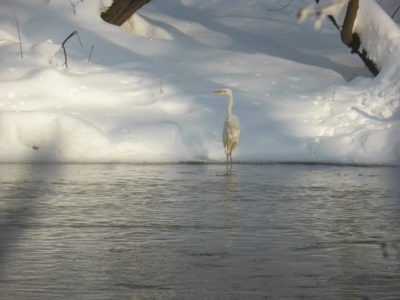 В Калужской области завершилась перепись пернатых