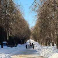 Липы на бульваре Чичерина пообещали не трогать