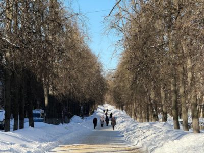 Липы на бульваре Чичерина пообещали не трогать Липы на бульваре Чичерина пообещали не трогать