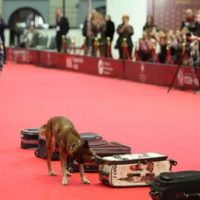 Калужский кинолог стал лауреатом премии «Лучшие собаки России – 2025»