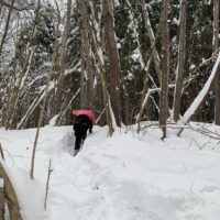 Калугу снова заметет снегом Калугу снова заметет снегом