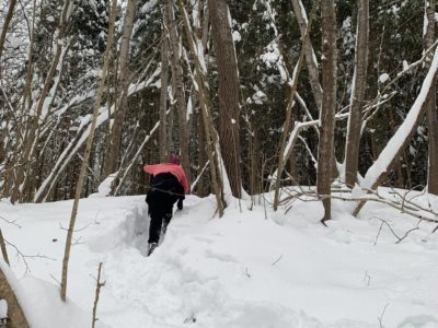 Калугу снова заметет снегом Калугу снова заметет снегом