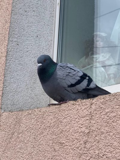 Небольшой снег с дождем и гололедица