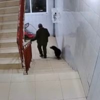 В Калужской области возбуждено уголовное дело после убийства собаки